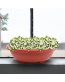 Bonsai Flower Pot Set Bonsai Flower Pot Set