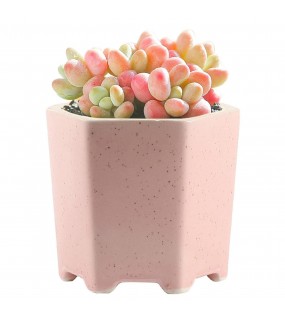 Balcony Decorative Flower Pot