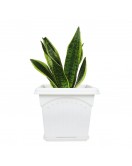 Outdoor Gardening Square Flower Pot