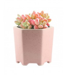 Premium Home Elegance Combo – Dine, Decorate & Delight!